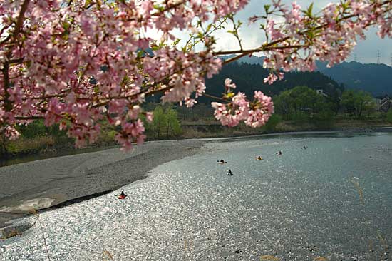 桜咲く、気田川 